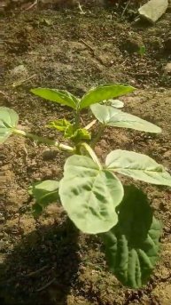 छोटे पौधे गुवार के एकदम न्यु | guvar ki kheti || Live Village life Una Div | #guvar #kheti #village