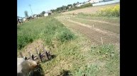 Сажаю помидоры в открытый грунт