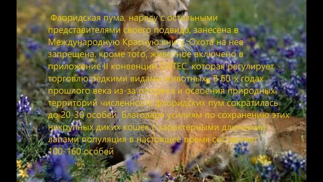 СТАРОЕ , ДОБРОЕ , ВИДЕО//Zhanna Macaroon