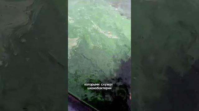 Рассказываем о трофическом тупике