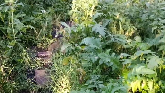 Шутов камень в Дмитровском районе Московской области
