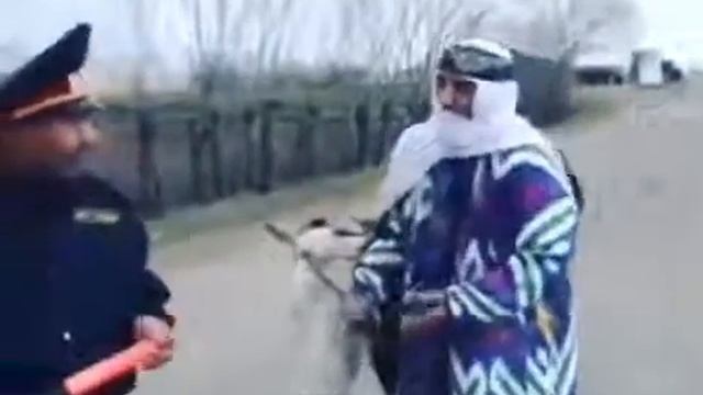 Кампири гизала