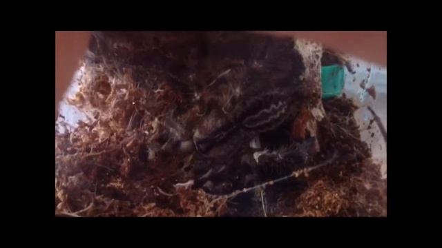 Poecilotheria Regalis information video