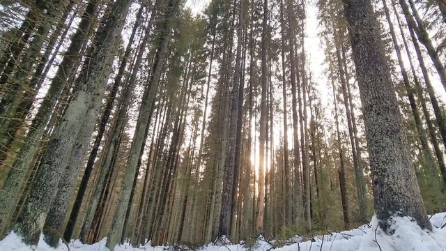 Медитация в старом лесу. Природный момент. Лесная идиллия.