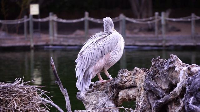 Sony A7R Video and Auto Focus Test - Pelican and Ducks