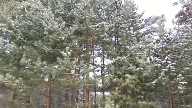 Зеленый город