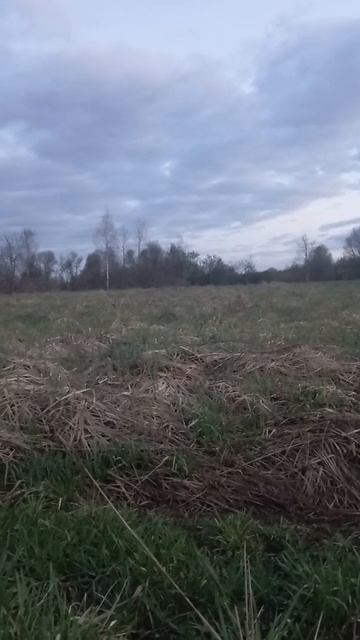 Утро в Тетеревином току.