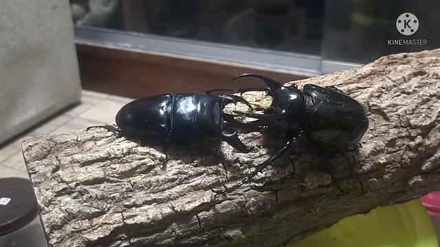 Stag beetle vs Rhinoceros beetle [Dorcus titanus vs Calcosoma Atlas]