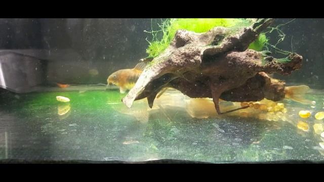 Ч 68 Аквариум Коридорасы и др.