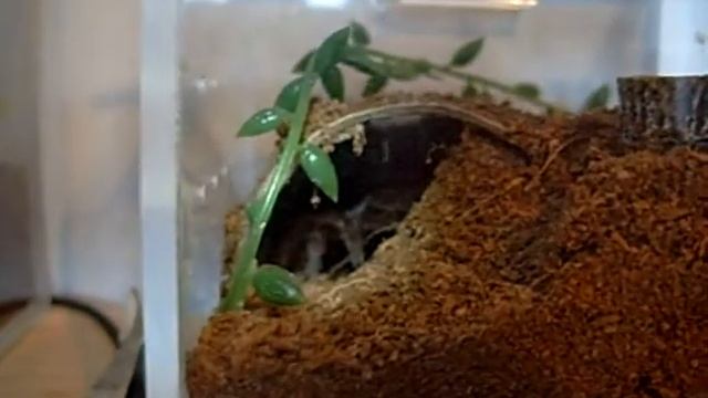 Bug-Room Update December 2012