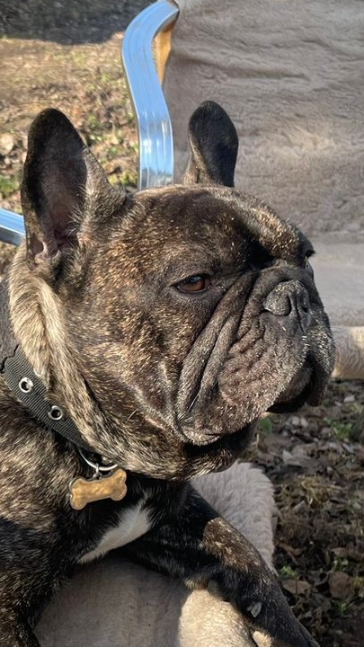 Смотрите, как Бульдог превращает скучную распаковку в веселье!🐶🙂👌