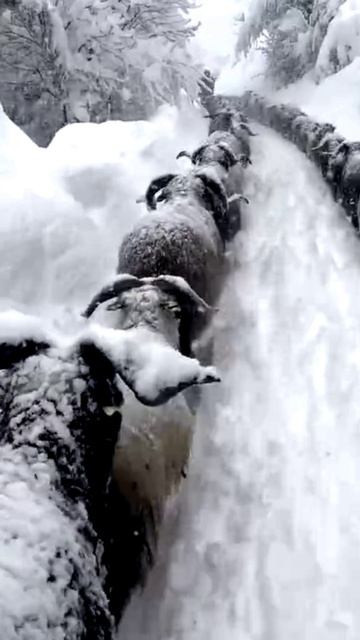 Бараны попали под сильный снегопад в Швейцарии