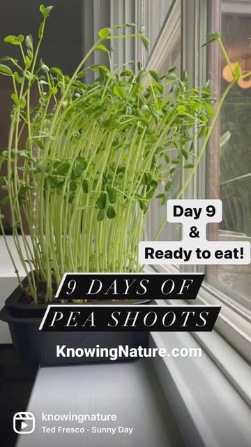 9 Days of Pea Shoots in #KnowingNature Planter. Link in comments