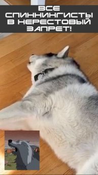 Все рыбаки в нерестовый запрет!🤣🐟🚨 #юмор #ЗаконСуровНоЭтоНеТочно #рыбалка