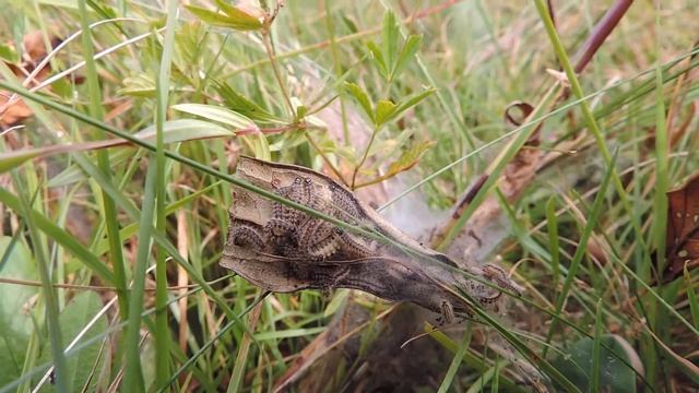 Caterpillars of marsh fritillary (Euphydryas aurinia); Mroczków 09.2016.