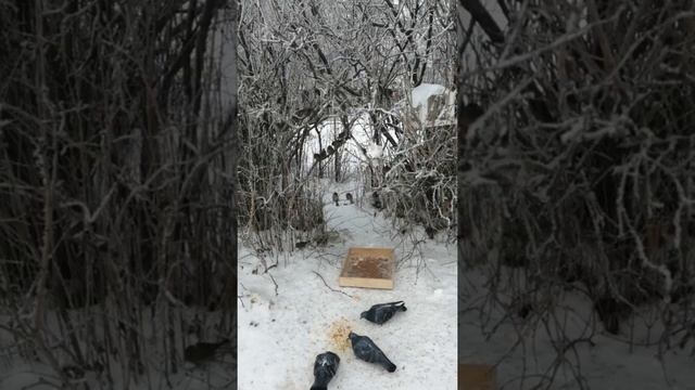 #Столовая для птиц.