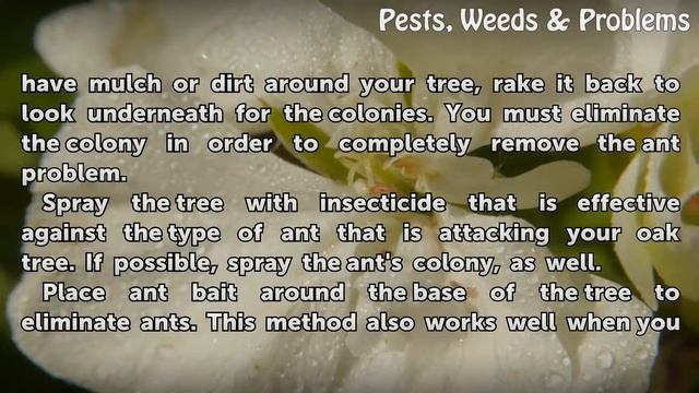 How to Kill Ants Attacking an Oak Tree
