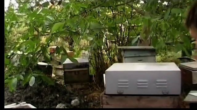 Видеоинтервью с Люляковым Василием на пасеке 2010г Севастополь 1ч.