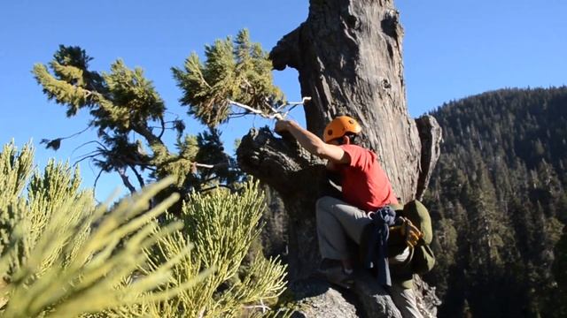 First Ascent of +70m Sequoia Tree's Dead Spire