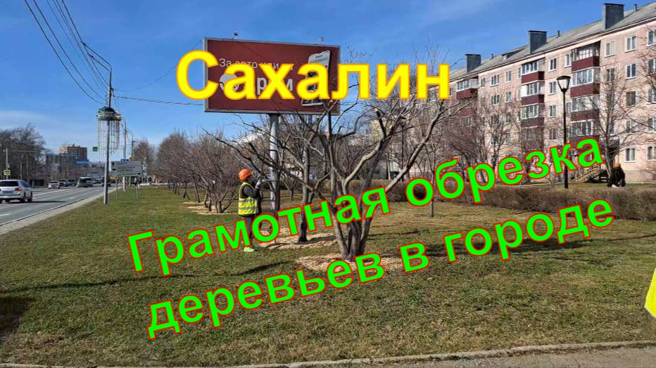 Впервые на Сахалине обрезка деревьев в городе по правилам арбористики. Испытание измельчителя веток.