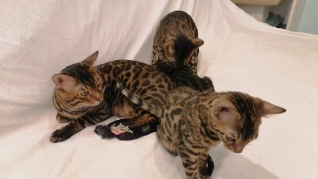 Купаясь в родительской любви