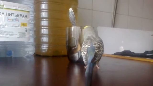 фарик.mp4