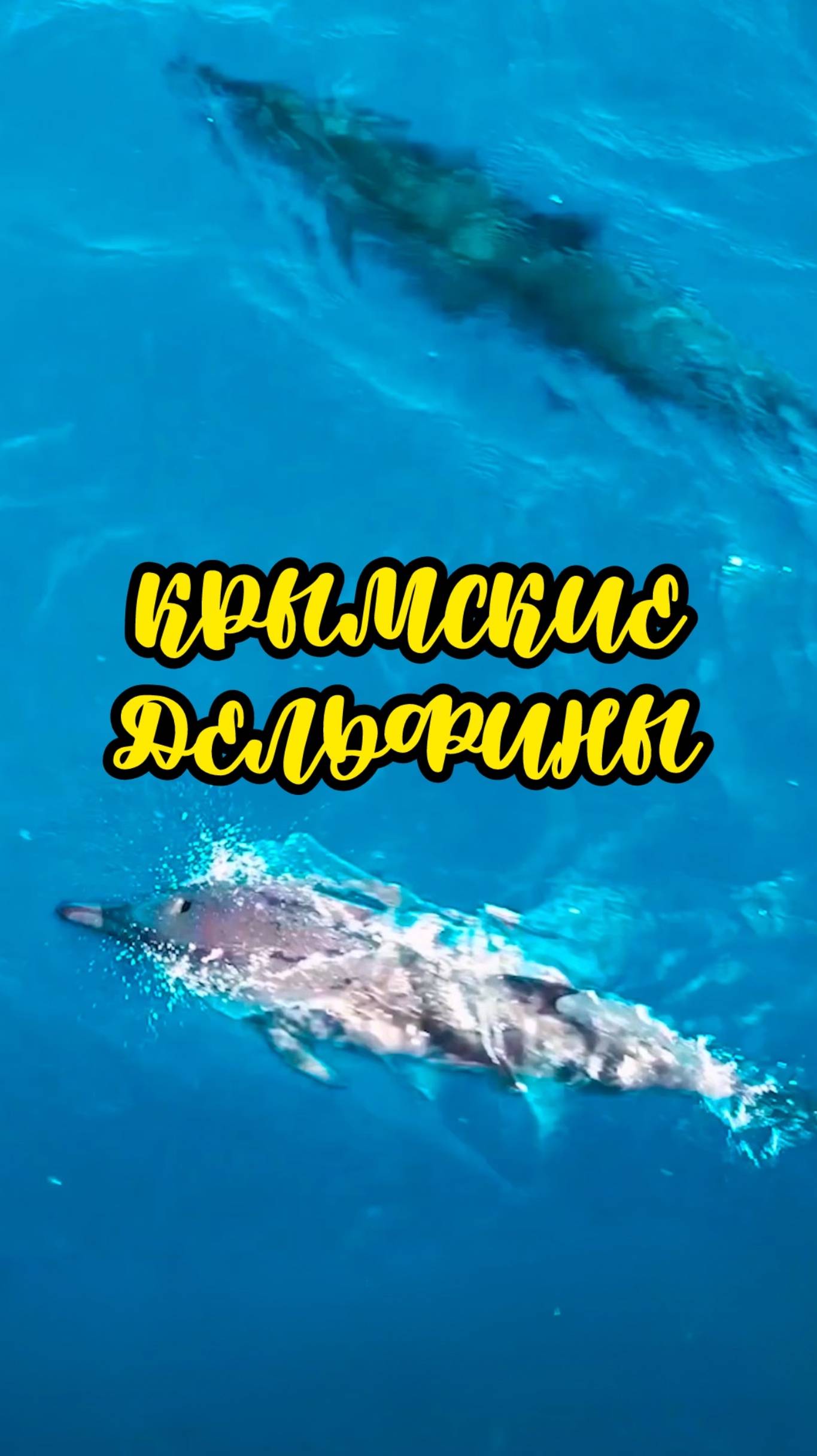 Дельфины в Крыму 🐬