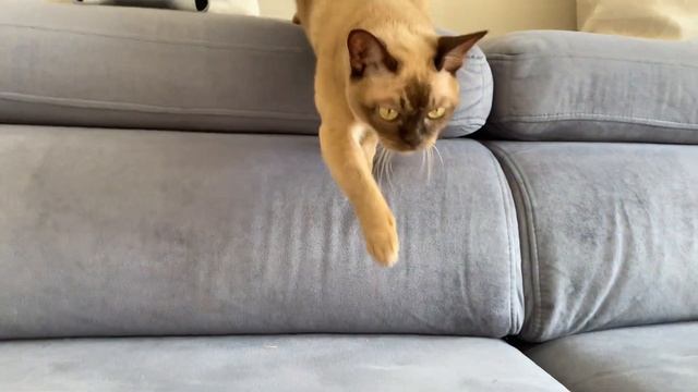 Crazy Burmese Cat - lover of french fries from KFC 🙀 Кот - любитель картошки фри из KFC