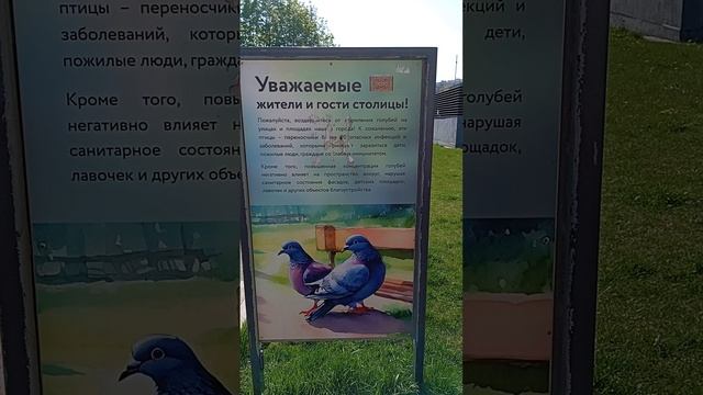 25.04.25. разное мнение о дворовых голубях