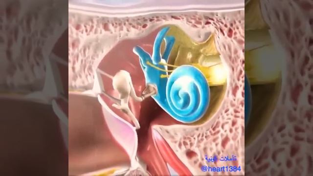اصبحنا واصبح الملك لله ,, ⚘ صباح الخير ,دعاء قصير حالات وأتس اب دينية, مقاطع دينية قصيرة,مقاطع أنست