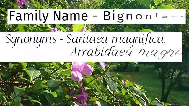 Glow Vine / Purple Bignonia | Garden flowers 🌼
