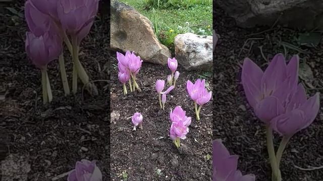 Безвременник🌸🌸🌸💞