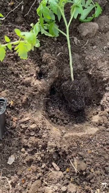 Киньте Это в Лунку При Посадке и Даже Дохлые ТОМАТЫ Вмиг Пойдут в Рост и Завалят Урожаем!