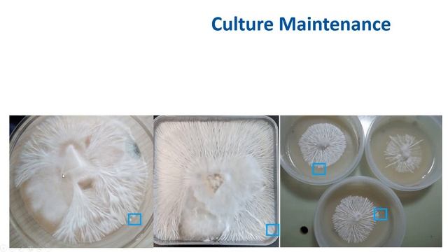 Sterile techniques, culture maintenance, and Oyster production