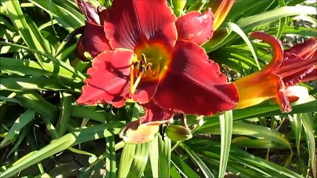 2017рік. 22 липня. Огляд лілійників