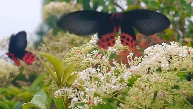 曙鳳蝶_雄蝶(♂)Atrophaneura horishana