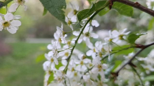 Черемуха душистая зацвела под окном. Первая волна похолодания