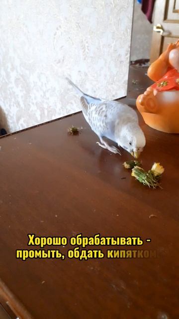 Одуванчики попугаям