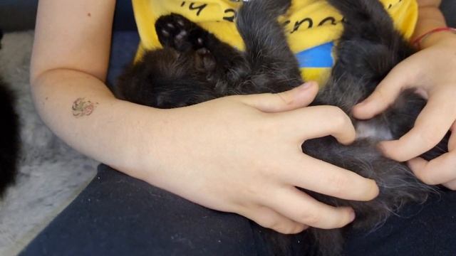 у меня семеро #шотландских котят мама #шотландскаявислоухая папа просто красивый 👌