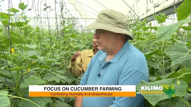 Kilimo Na Biashara | Cucumber Farming
