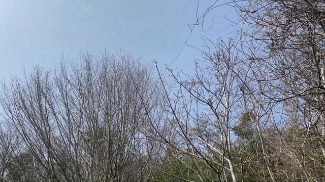 山の水仙　2021 Daffodils, Japan country side.