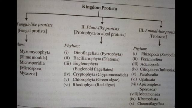 Class 56: Phylum Microspora