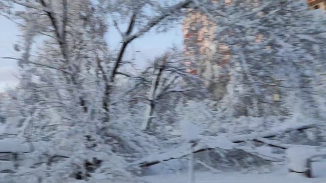 Донецк.февраль 2020года .повалило деревья на моем участке.