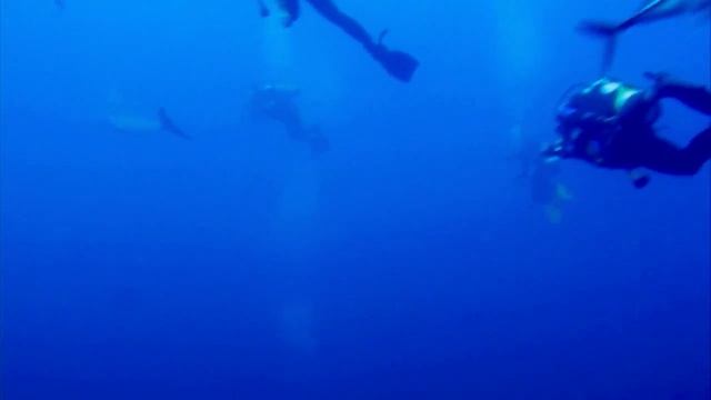 Cocos Island Scuba Diving: Dolphins at Dirty Rock