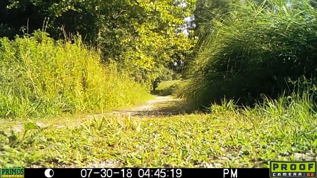 SNR Trailcam | Zebra Swallowtail