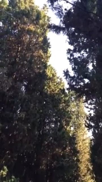 Белка. Squirrel. Sochi. Санаторий "Русь"