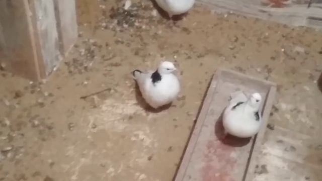 Мои гривуны в будке