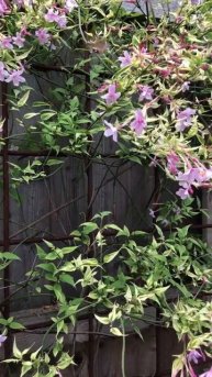 Hummingbird HawkMoth