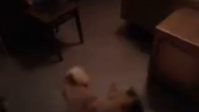 Нитка собака и кот.