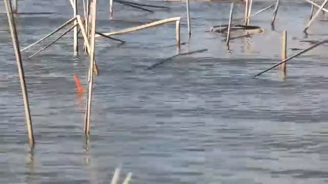 САЗАНЫ НА ПОПЛАВОК!!!! РЫБАЛКА НА ПОПЛАВОК ВЕСНОЙ !